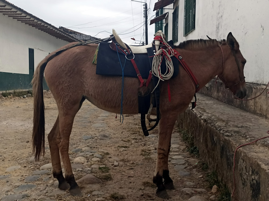 CHIGUIRES EN LLANURALANDIA