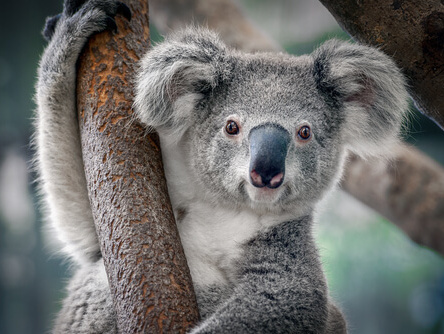 https://misanimales.com/como-es-el-koala/